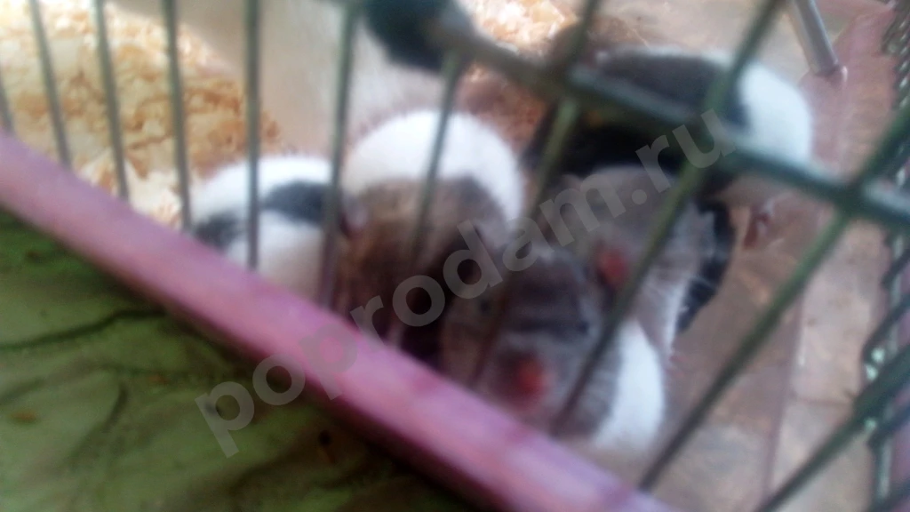 Крысы милые пушистые всего 70 рб (самовывоз)