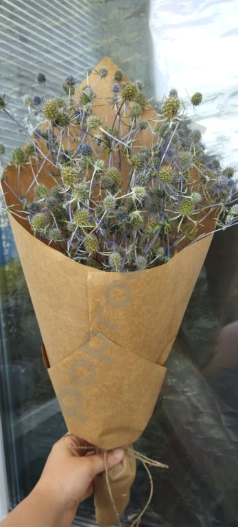 Синеголовник сухоцвет букетик