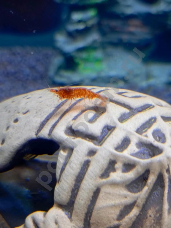 Креветки аквариумные