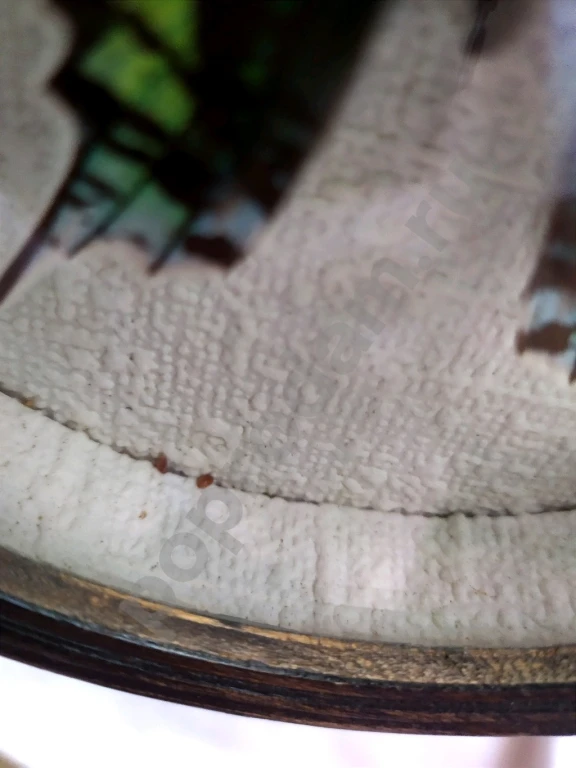 Перуанская бабочка в рамке