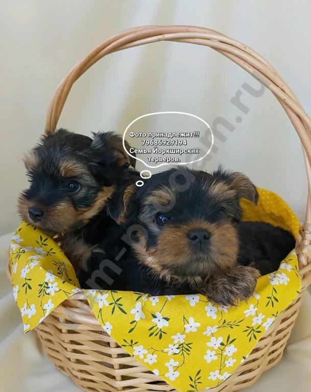 Щенки породы Йоркширский терьер