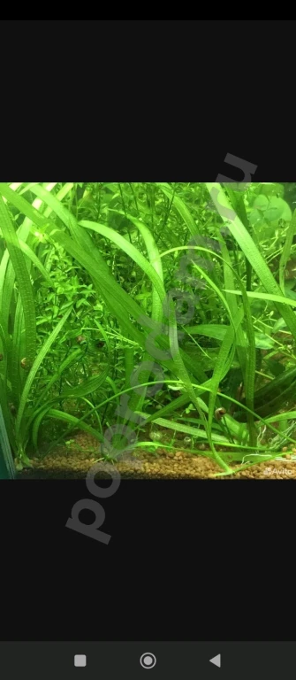 Валлиснерия прямая 5 кустиков