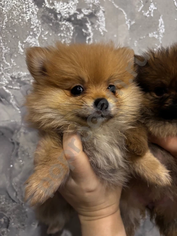 Щенки Шпица