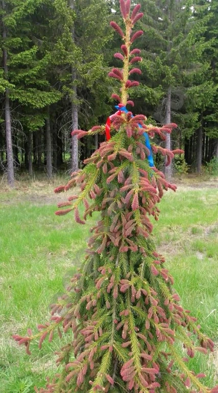 Ель Панапаула