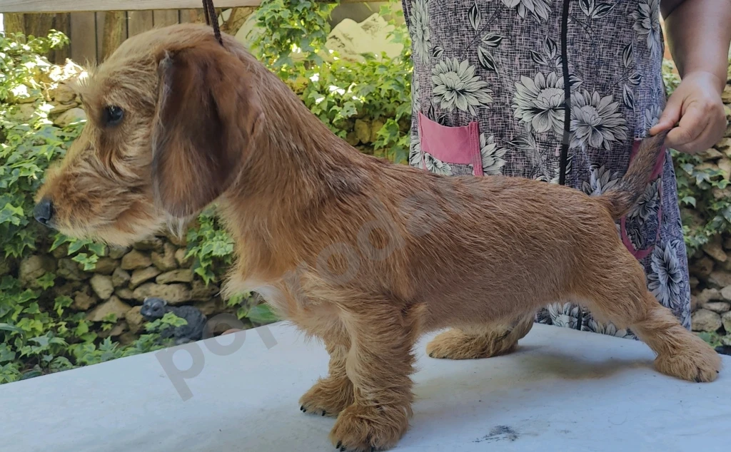 Такса жесткошерстная