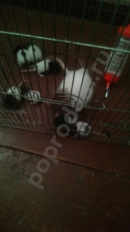 Крысы милые пушистые всего 70 рб (самовывоз)