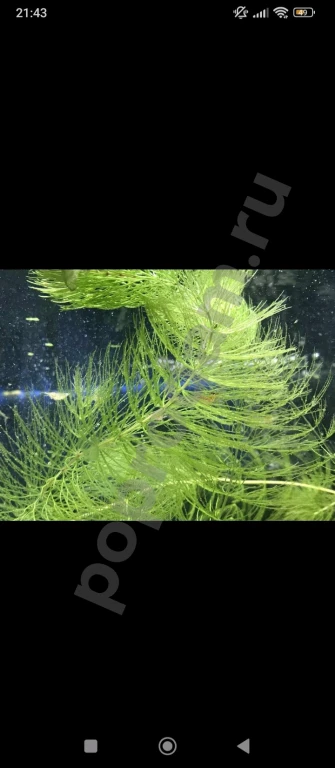 Роголистник 5 веток