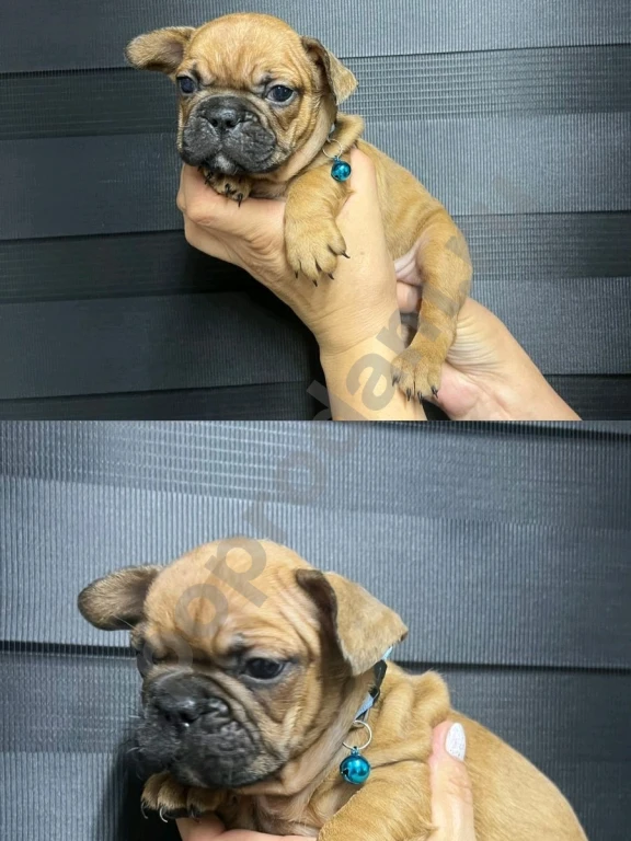 Французский бульдог