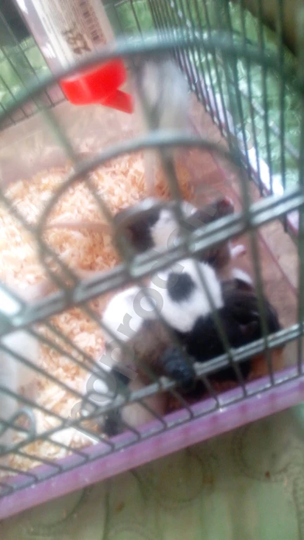 Крысы милые пушистые всего 70 рб (самовывоз)