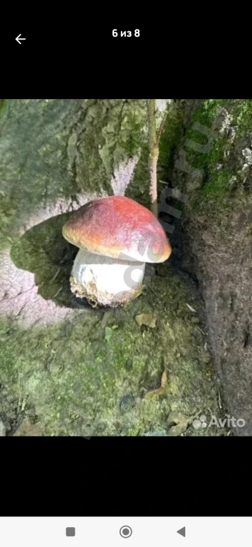 Ватные игрушки