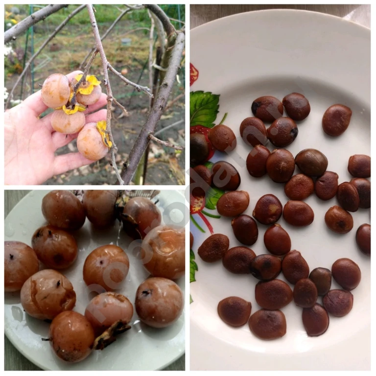 Семена хурмы виргинской.