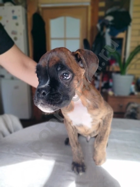 Немецкий боксер