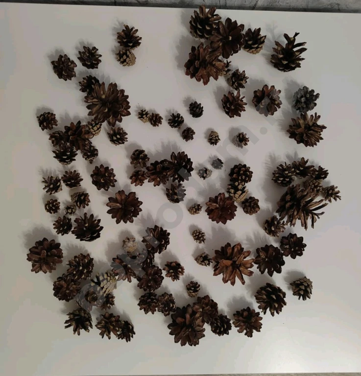 Шишки сосновые