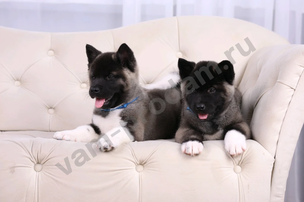 Щенки Американской Акиты