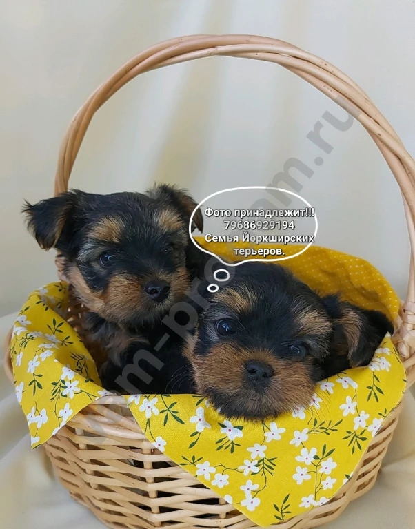 Щенки породы Йоркширский терьер