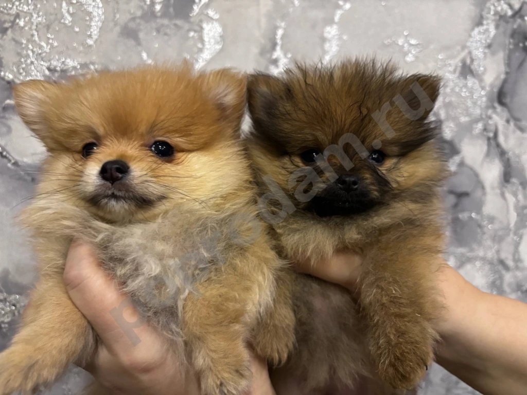 Щенки Шпица