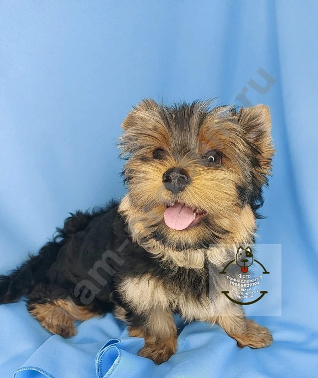 Щенки породы Йоркширского терьера