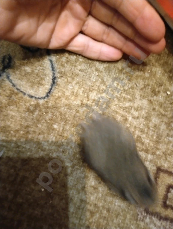 Сирийский хомяк