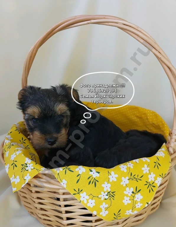Щенки породы Йоркширский терьер