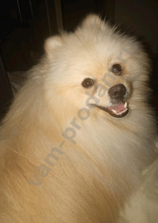 Передержка