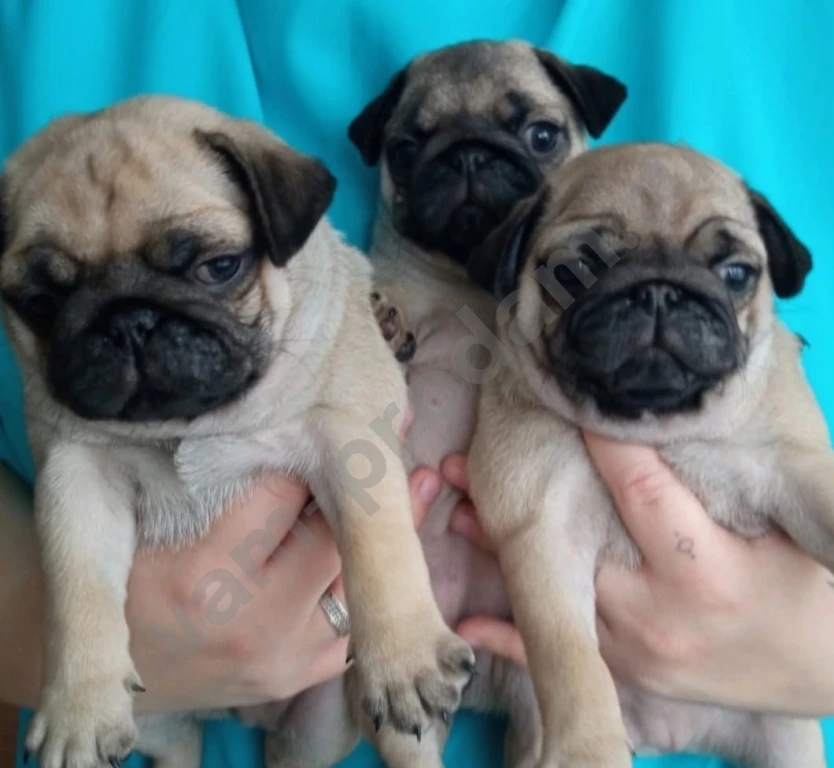 Щенки мопса