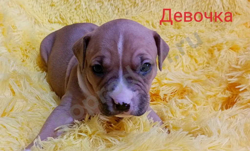 Американский Стаффордширский терьер щенки