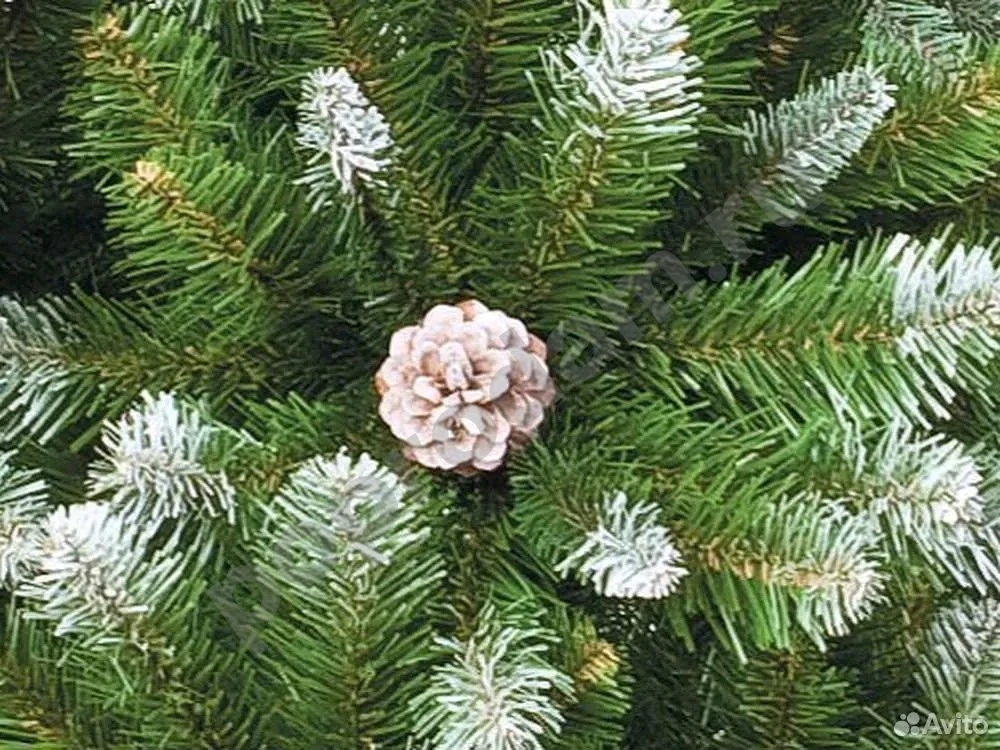 Ель Императрица Триумф с шишками 185 см заснеженая