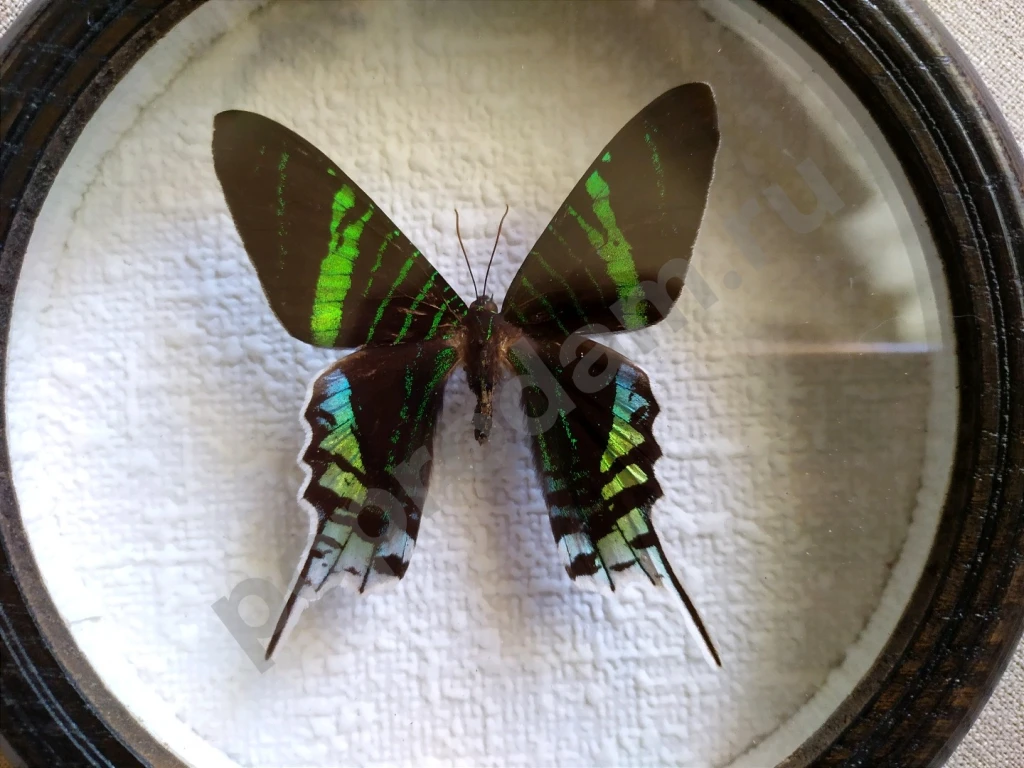 Перуанская бабочка в рамке