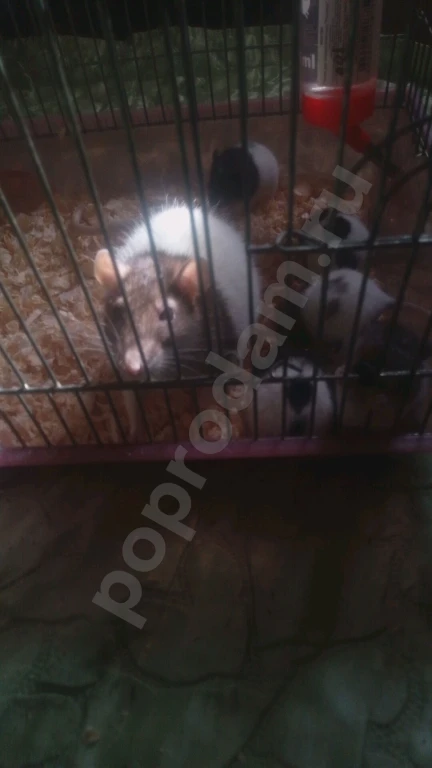 Крысы милые пушистые всего 70 рб (самовывоз)