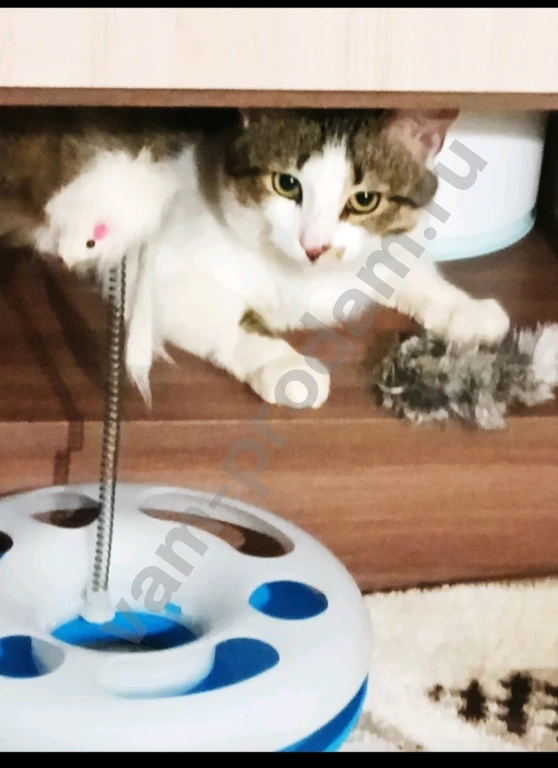 Молодой котик Мурзилка