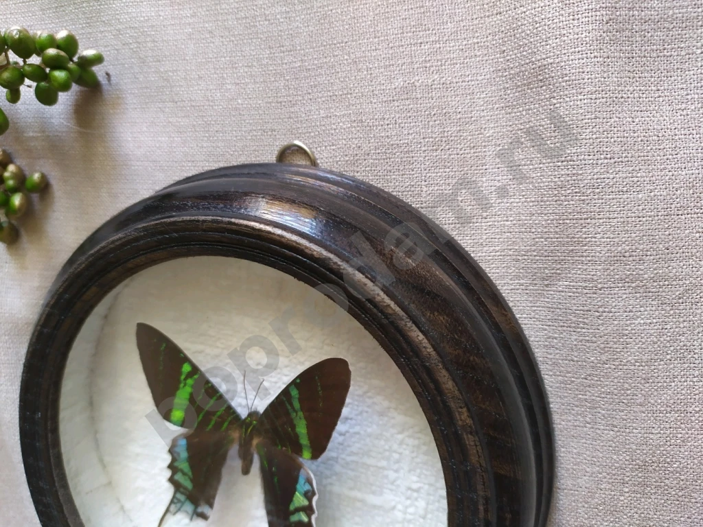 Перуанская бабочка в рамке