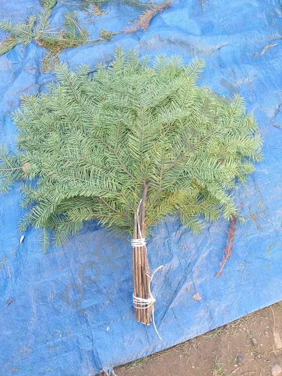 Веник пихтовый