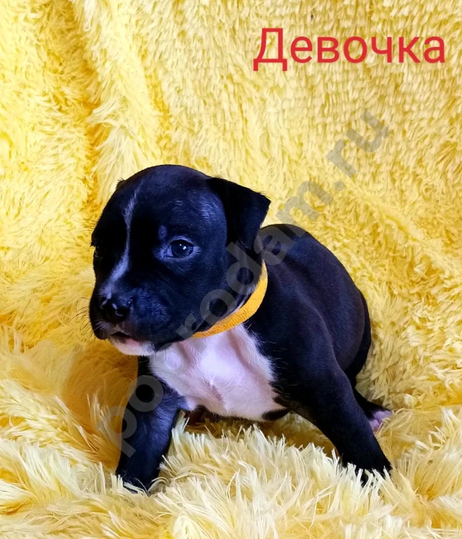 Американский Стаффордширский терьер щенки