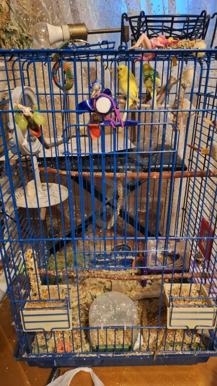 Волнистые попугаи + остальное