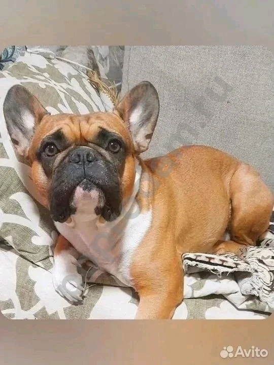 Французский бульдог