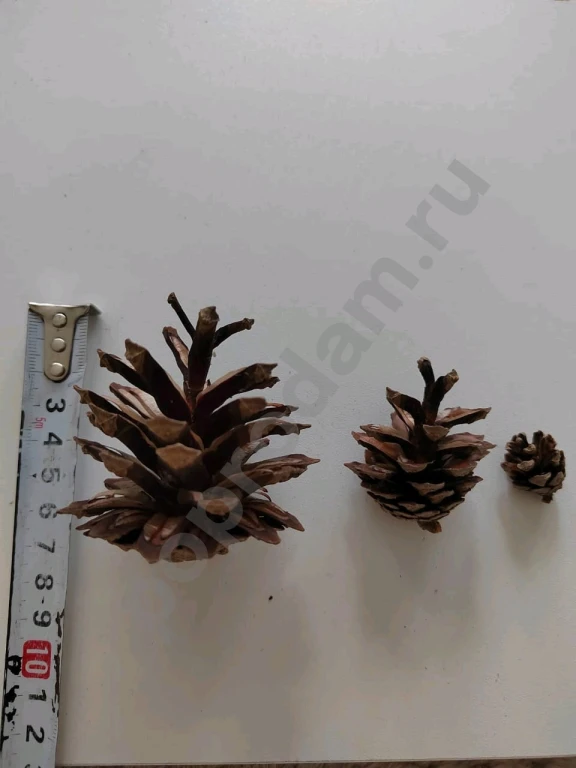 Шишки сосновые