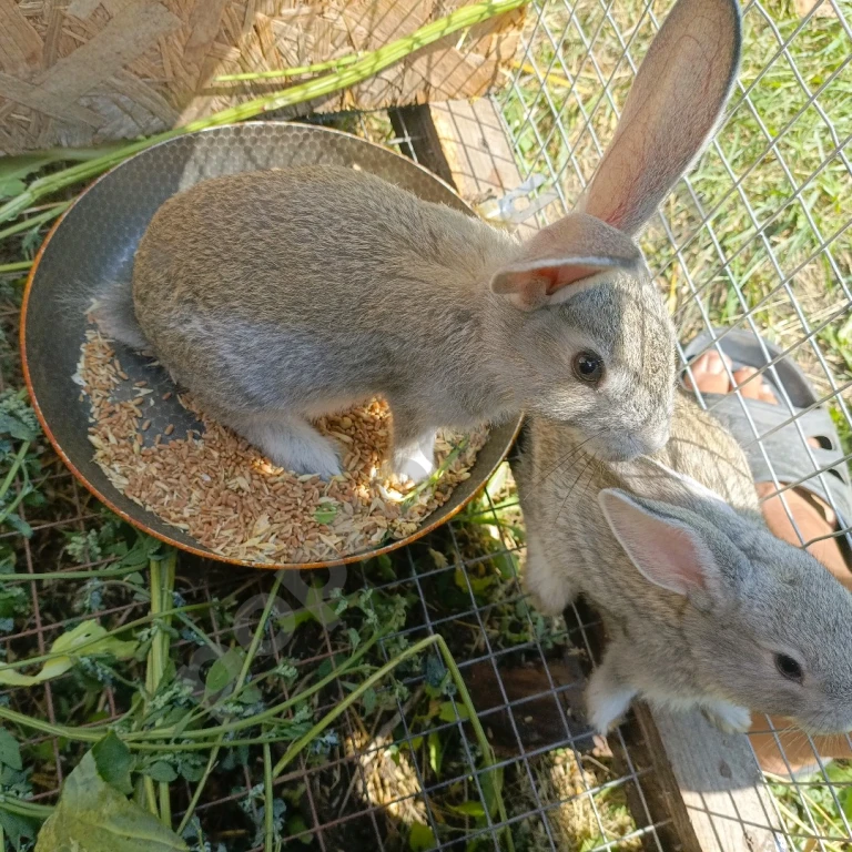 Продам крольчих на племя