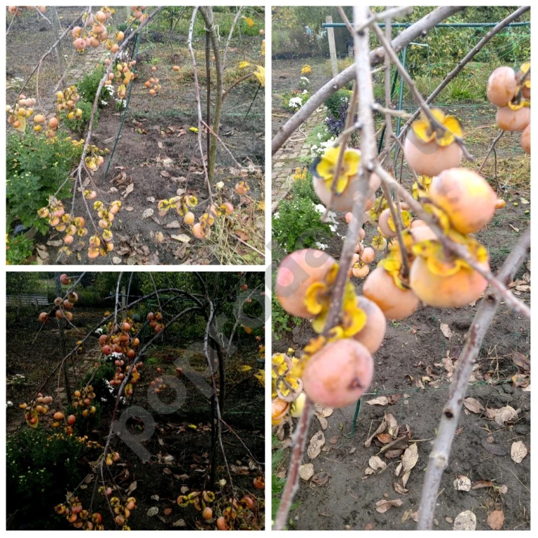 Семена хурмы виргинской.