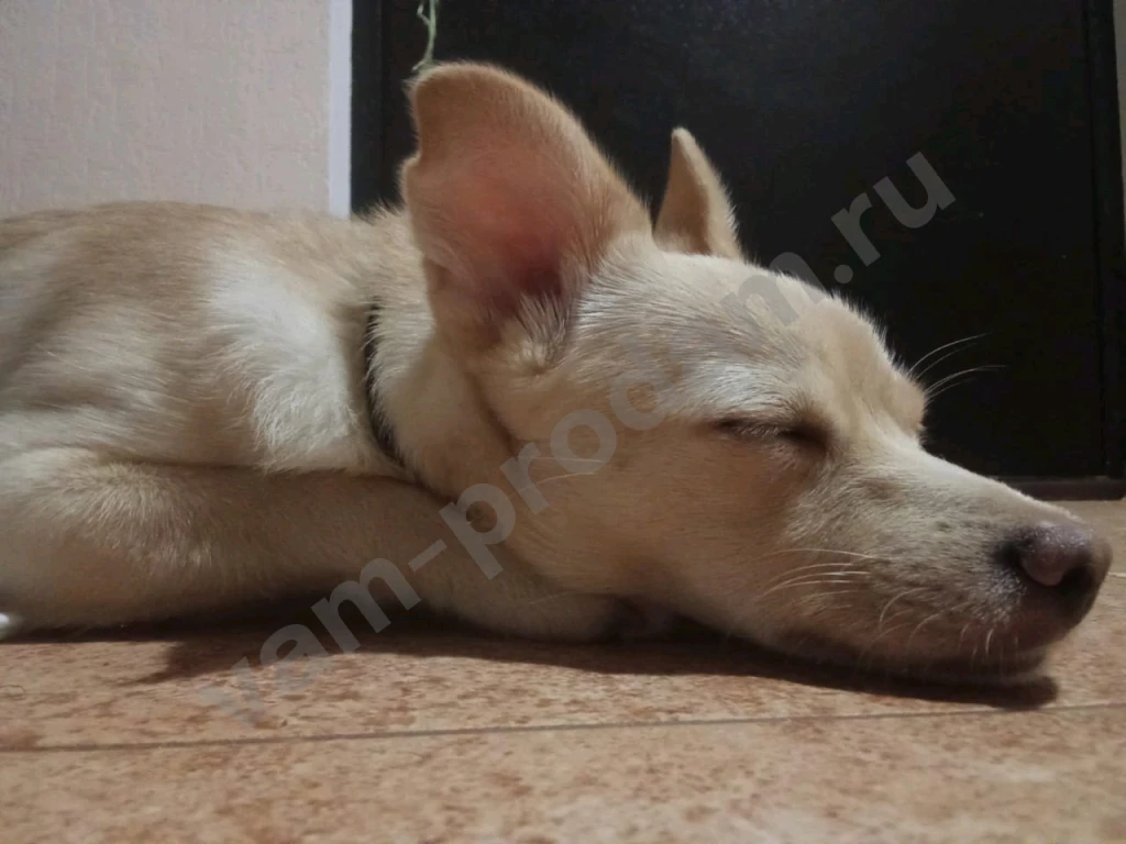 Передержка