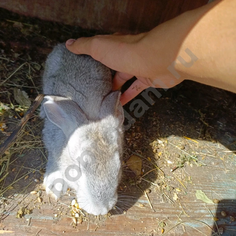 Продам кроликов самцов мясной породы