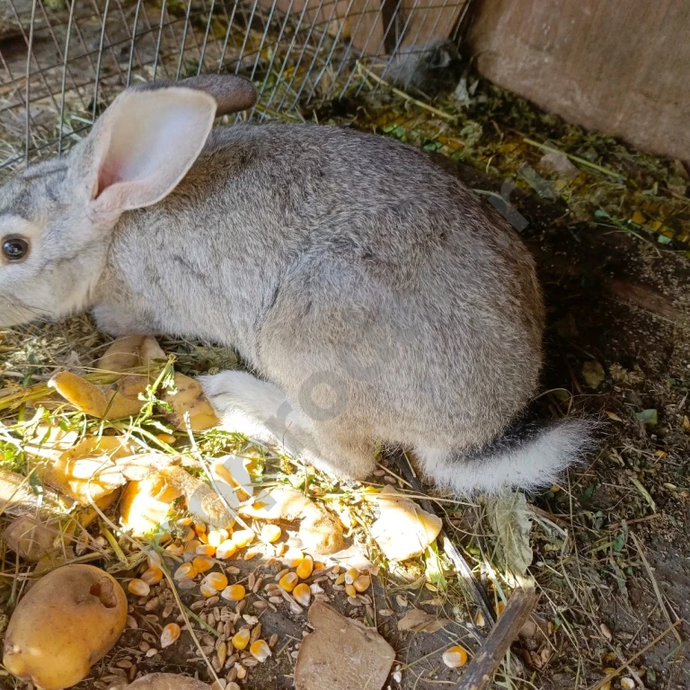 Продам кроликов самцов мясной породы