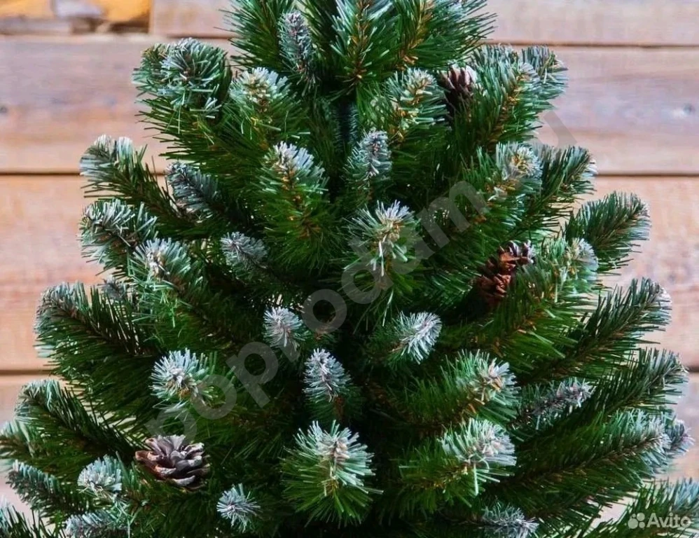 Ель Императрица Триумф с шишками 185 см заснеженая