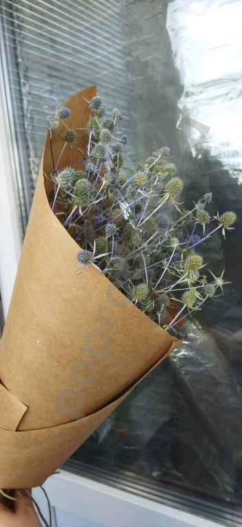 Синеголовник сухоцвет букетик