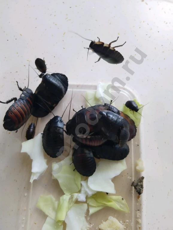 Мадагаскарские тараканы