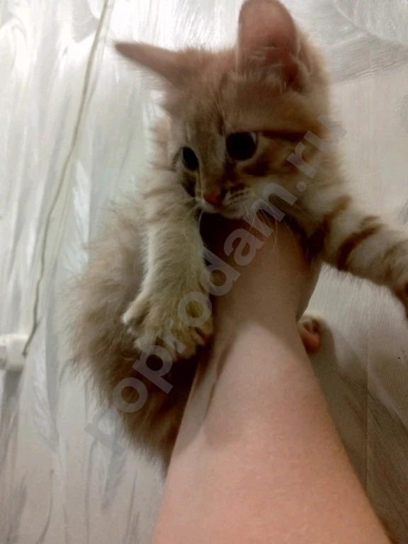 Не знаю породу