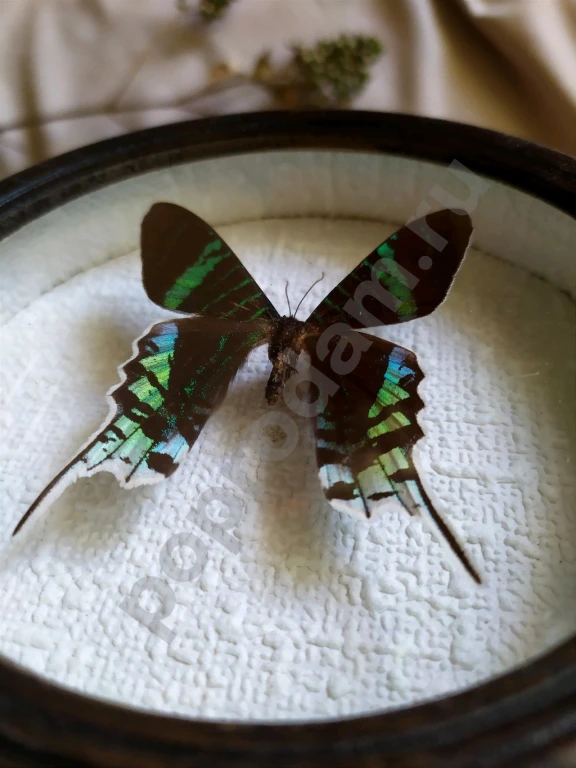 Перуанская бабочка в рамке