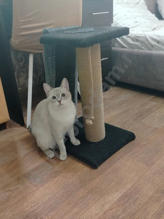 Ремонт и изготовление на заказ когтеточек, домиков, игровых комплекс когтеточка когтеточки