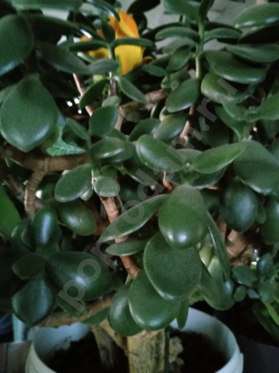 Денежное дерево