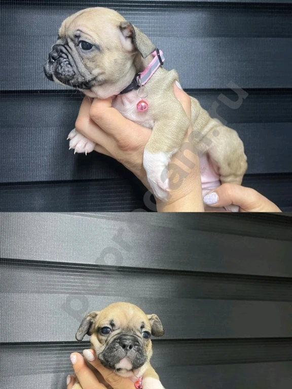 Французский бульдог