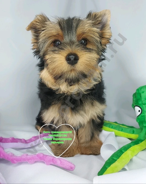 Щенки породы Йоркширского терьера